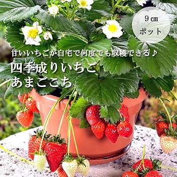 61qwvkO+QZL._UF350,350_QL80_.jpg